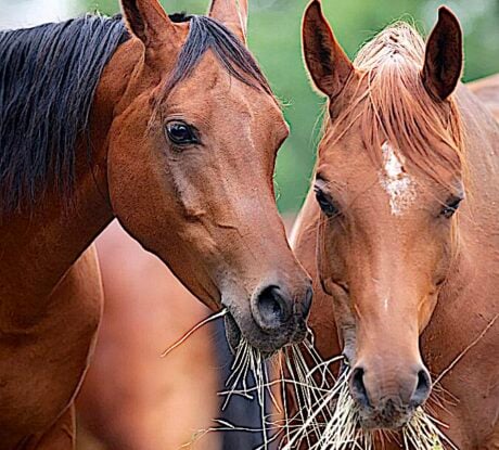 <strong>COURSE</strong> Holistic Nutrition for Horse Owners